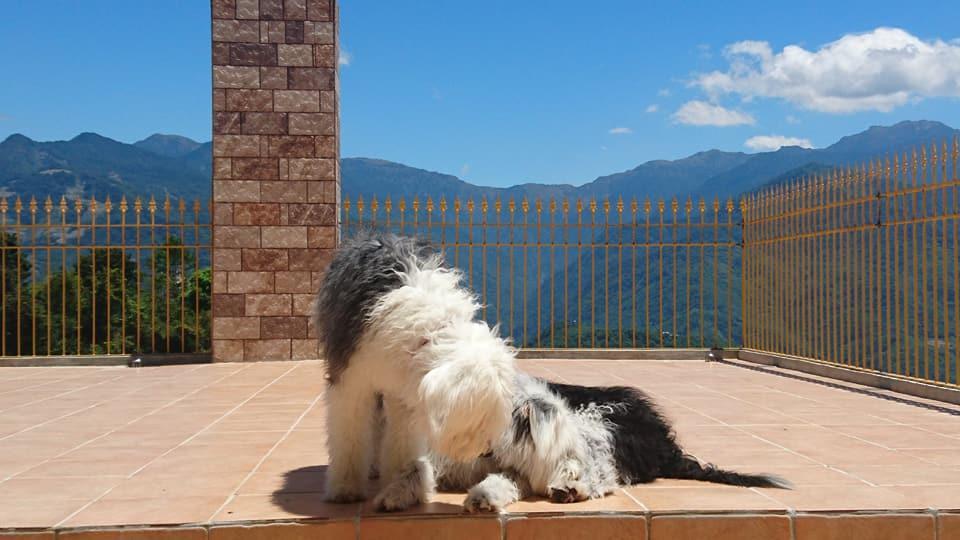 Moose & Squirrel Bed and Breakfast Renai Εξωτερικό φωτογραφία
